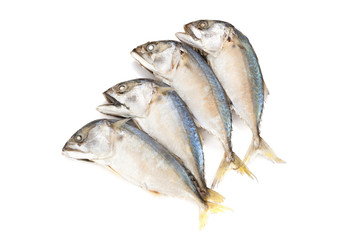 Fried mackerel on a white background