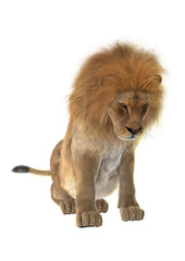 Obraz premium Male Lion