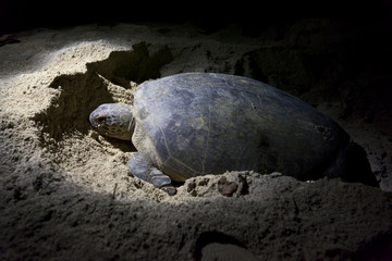 Green turtle laying eggs on beach at night