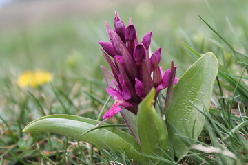 Orchidea selvatica