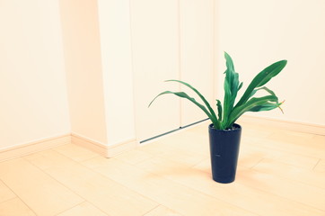 室内と観葉植物