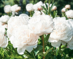 White Flowers of Peonies