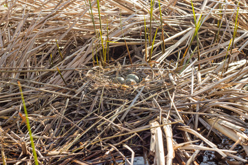Bird's nest in natural habitat.