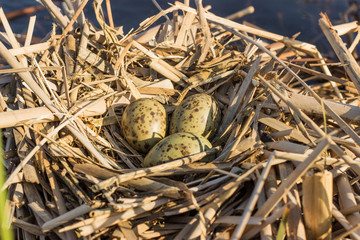 Bird's nest in natural habitat.