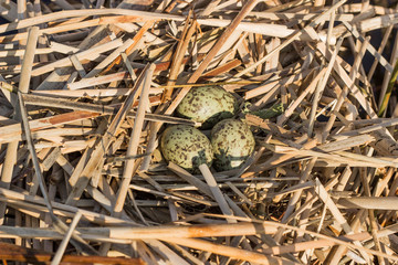 Bird's nest in natural habitat.
