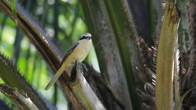Brown shrike