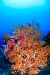 Fototapeta na wymiar Brightly colored sea fans
