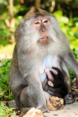 Monkey on a statue at a sacred Balinese temple