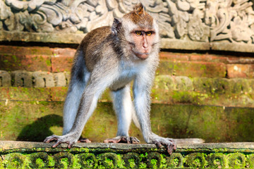 Monkey on a statue at a sacred Balinese temple