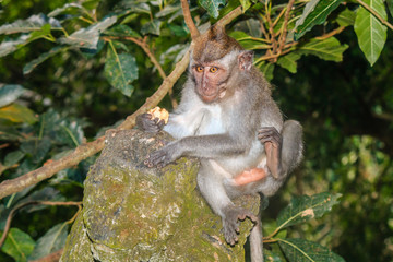 Monkey on a statue at a sacred Balinese temple