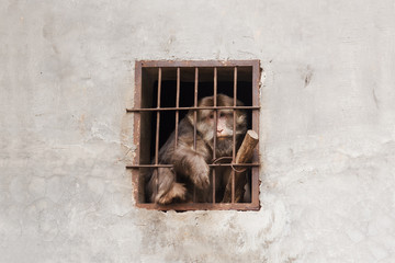 Naklejka premium Despairing monkey in a cage
