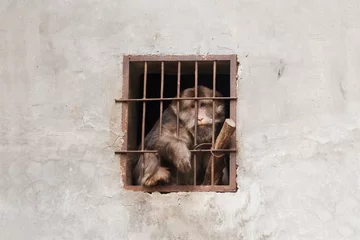 Papier Peint photo Singe Despairing monkey in a cage