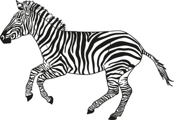 Fototapeta na wymiar galloping zebra