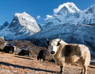 yak on pasture and ama dablam peak