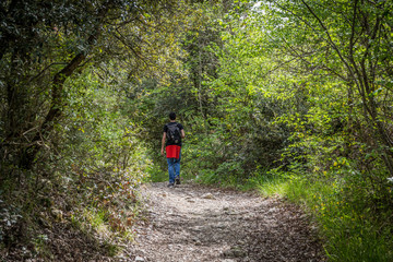 Obraz premium Passeggiare nel bosco
