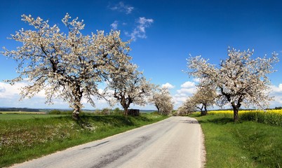 road and alley of flowering cherry-trees