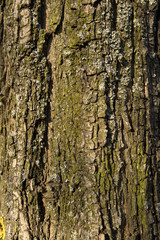 Texture tree bark