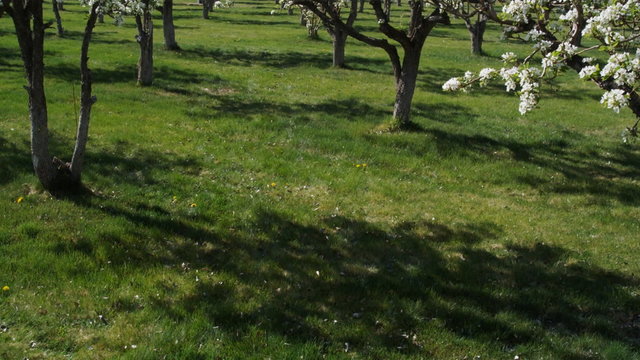 mother and daughters running through a flowering orchard