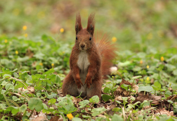 squirrel sitting in green grass © romantiche