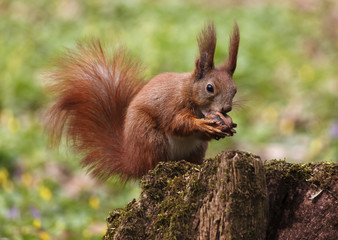 Naklejka na ściany i meble squirrel eating walnut on tree stump