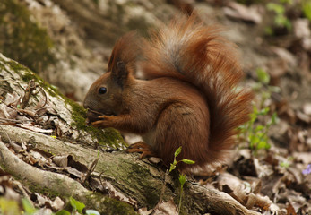 Naklejka na ściany i meble close up of squirrel eating walnut