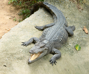 Alligator
