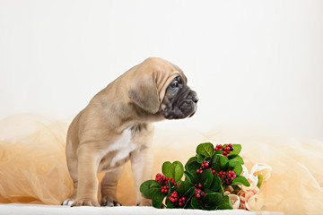 Cane Corso puppy with a bouquet of flowers peonies