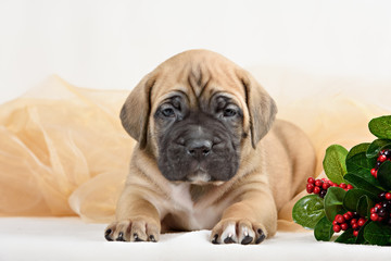 Cane Corso puppy with a bouquet of flowers peonies