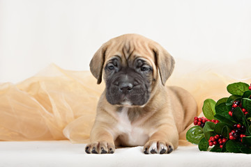 Cane Corso puppy with a bouquet of flowers peonies