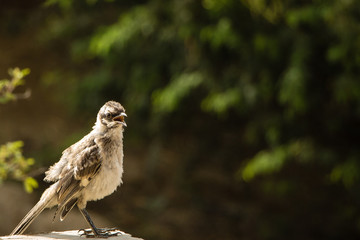 Camposspottdrossel (Mimus saturninus)