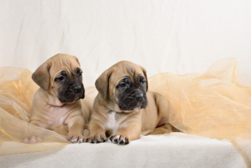 Two of the breed cane Corso puppy
