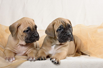 Obraz premium Two of the breed cane Corso puppy