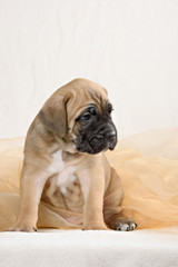 Puppy cane Corso fawn color on a light background