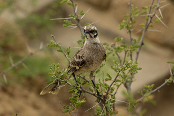 Camposspottdrossel (Mimus saturninus)