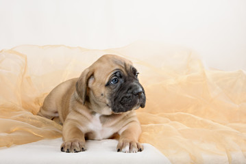 Puppy cane Corso fawn color on a light background