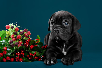 Puppy cane Corso black in color with a branch of berries