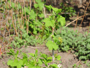 Blooming Organic Redcurrant