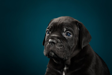 Black puppy of breed the cane Corso Italiano