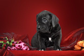 Black puppy of breed the cane Corso Italiano on a red background