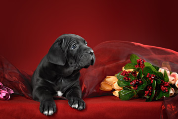 Black puppy of breed the cane Corso Italiano on a red background