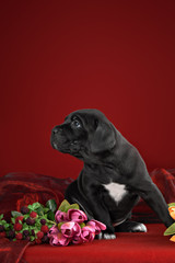 Black puppy of breed the cane Corso Italiano on a red background