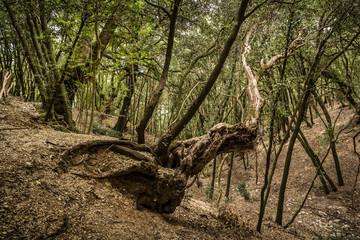 Passeggiare nel bosco