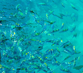 Fototapeta na wymiar sea fish