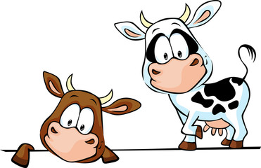 cow standing and peeks out from behind a white surface