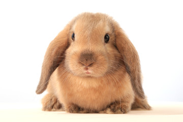 Fototapeta premium bunny rabbit