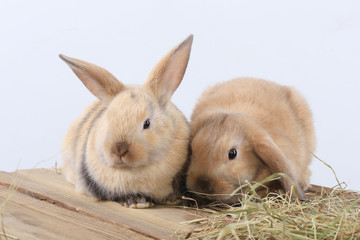 Obraz premium pair of rabbits