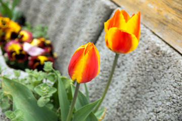 wunderschöne Tulpen in einem Blumenbeet