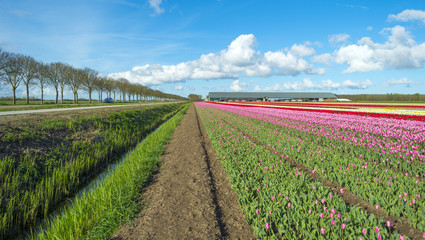 Tulips on a field in spring under a blue cloudy sky