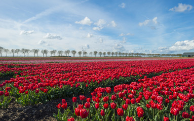 Fototapeta premium Tulips on a field in spring under a blue cloudy sky