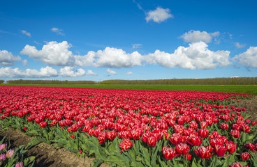 Tulips on a field in spring under a blue cloudy sky